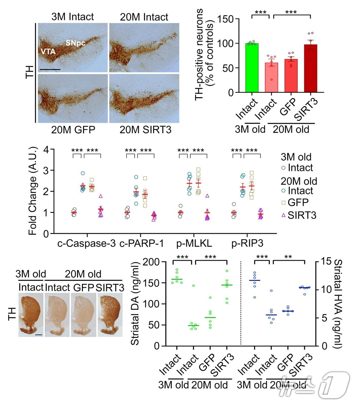 Research on the function of the nigro-striatal dopamine nervous system &#40;Source: National Research Foundation of Korea&#41; /News1