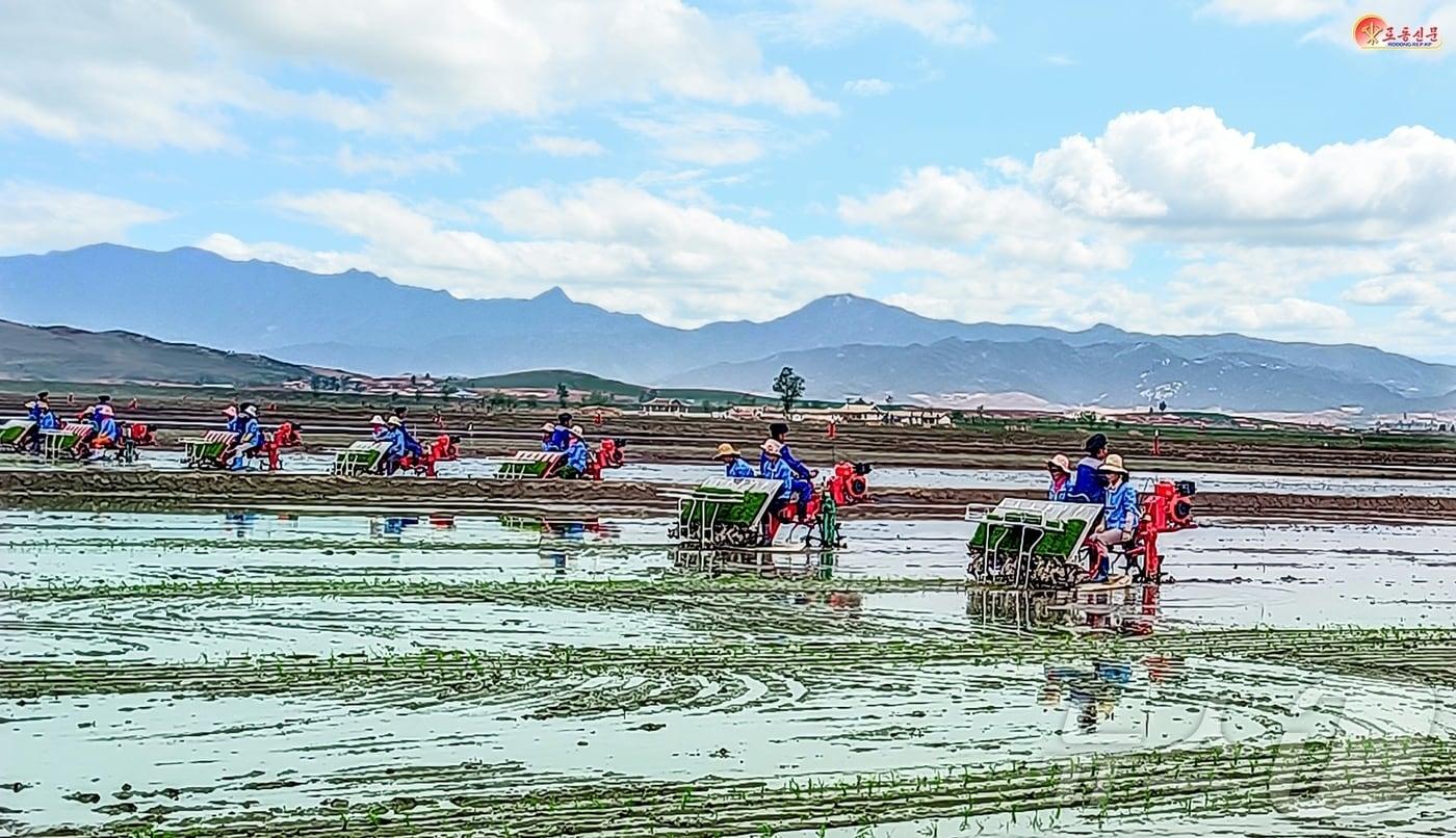 Scene from North Korea's Rice Transplanting and Field Crop Fertilization Management Technical Training Session / Rodong Sinmun