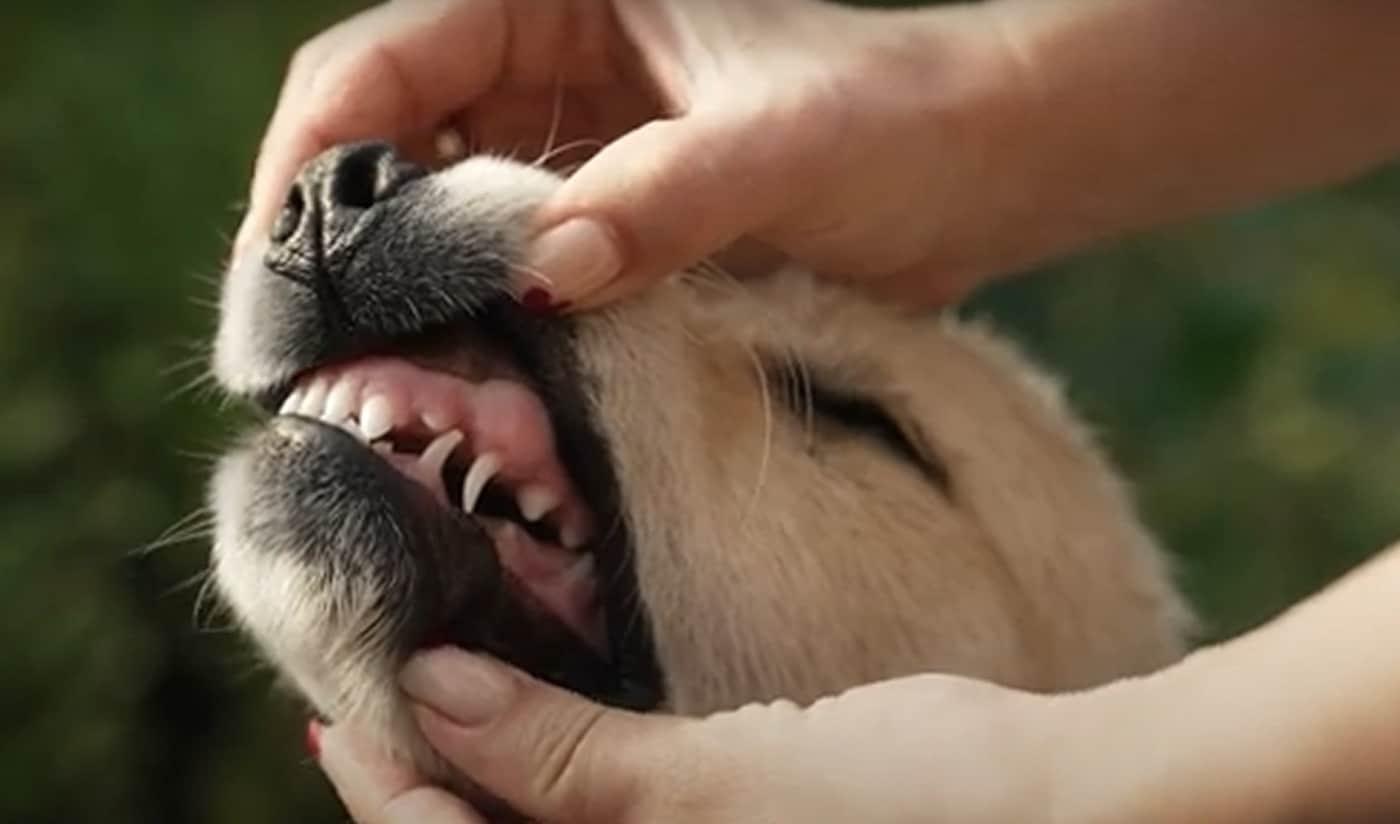 A dog&#39;s teeth are less prone to cavities due to their shape, but tartar builds up quickly &#40;Screenshot from the &#34;Perfect Pet Parenting&#34; YouTube channel&#41;