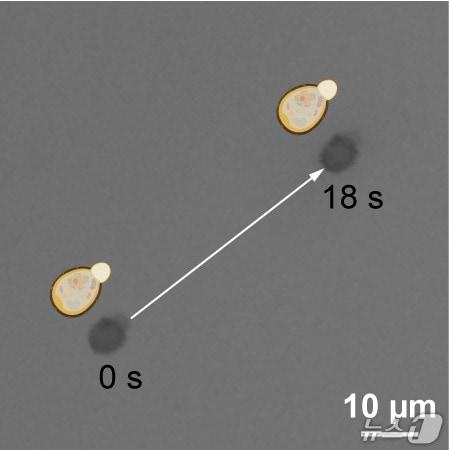 Microscopic view of the self-driving cell robot in motion / KAIST