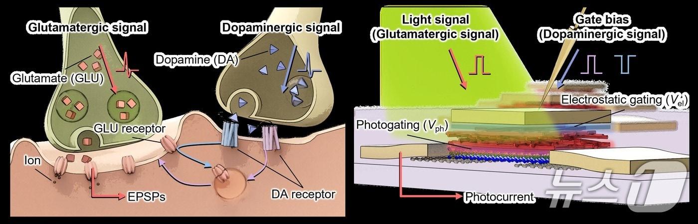 Structure of a phototransistor, a component that makes up the sensor. Photo courtesy of UNIST