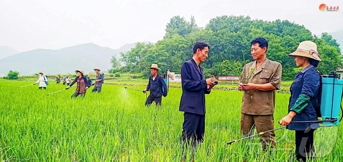 The Rodong Sinmun, the official newspaper of North Korea's Workers' Party, reported on February 4 that scientific and technological methods are being used for rice paddy irrigation management in Sungchon County / Rodong Sinmun
