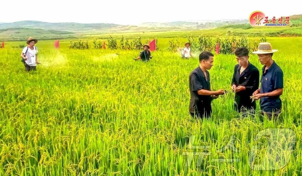 The Rodong Sinmun, the official newspaper of North Korea&#39;s Workers&#39; Party, reported on September 12 that Pakchon County has taken a major step forward in implementing the Party&#39;s policy to ensure rice and wheat account for an overwhelming proportion of grain production. It stated that this year, the area for wheat and double-cropping upland rice has been increased threefold compared to last year, with wheat yielding over 6 tons per hectare and upland rice also expected to yield over 6 tons / Rodong Sinmun