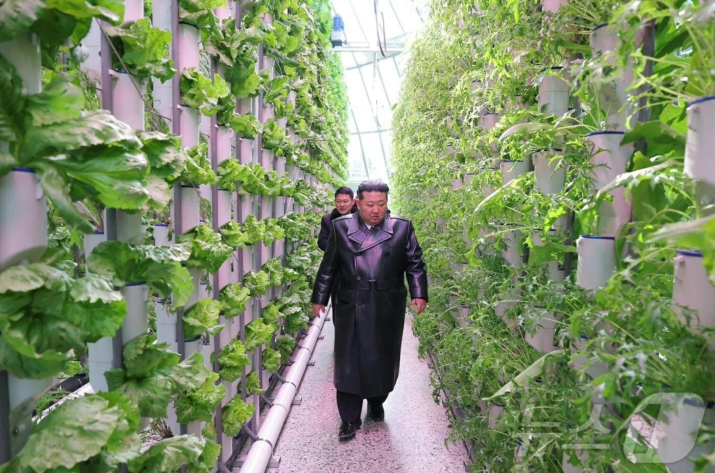 The Rodong Sinmun, the official newspaper of North Korea's Workers' Party, reported on Monday that General Secretary Kim Jong Un attended the completion ceremony for the Sinuiju Greenhouse Complex Farm held the previous day. The newspaper described the farm as another proud, monumental creation bearing witness to the great transformation of the Kim era and as a glorious gift of loyalty presented by the young builders to the 9th Congress of the Workers' Party of Korea / Rodong Sinmun