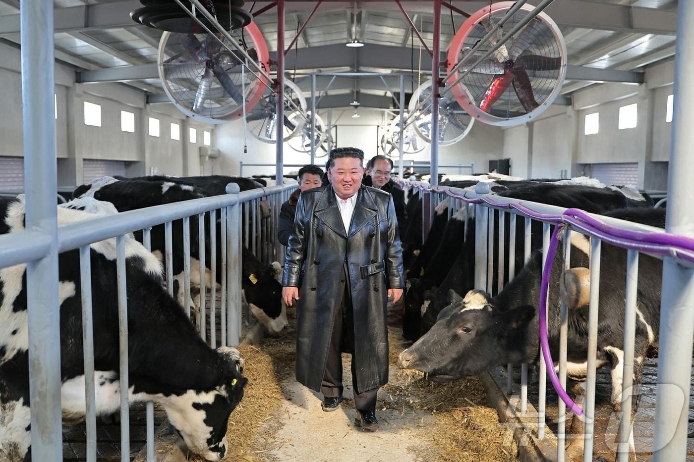 The Rodong Sinmun, the official newspaper of the Workers' Party, reported on Tuesday that the opening ceremony for the Samgwang Livestock Farm of the North Pyongan Province Rural Management Committee, which has emerged as a model for socialist rural construction and livestock development in the new era, was grandly held on Monday. It stated that the respected Comrade Kim Jong Un, General Secretary of the Workers' Party of Korea and Chairman of the State Affairs Commission of the Democratic People's Republic of Korea, attended the ceremony. Kim, General Secretary of the Workers' Party of Korea, inspecting the farm / Rodong Sinmun