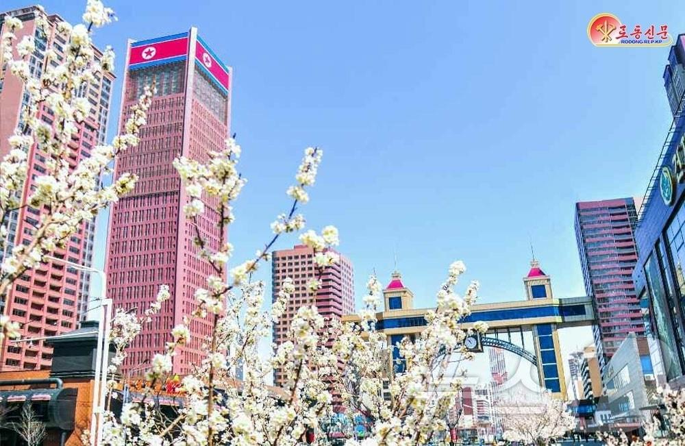 On Monday, Rodong Sinmun, the official newspaper of North Korea’s Workers’ Party, reported on the spring scenery in downtown Pyongyang in an article titled, The Fragrance of Spring Fills Every Corner of the Capital / Rodong Sinmun