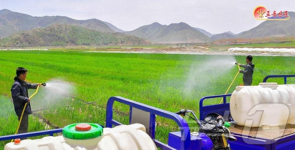On Thursday, Rodong Sinmun, the official newspaper of North Korea’s Workers’ Party, reported that the Eup Farm in Eunpa County is implementing crop protection measures, such as securing water and applying nutrient solutions, to mitigate the damage caused by drought / Rodong Sinmun