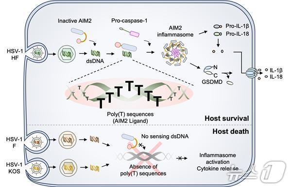 How the host's immune sensors recognize viral DNA (Provided by UNIST) / News1