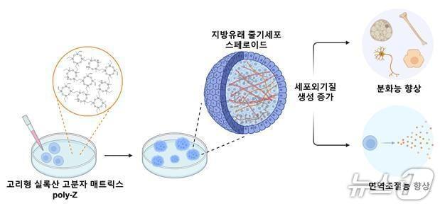 Schematic of human adipose-derived stem cell spheroid formation on synthetic polymer matrix Poly-Z / Courtesy of KAIST
