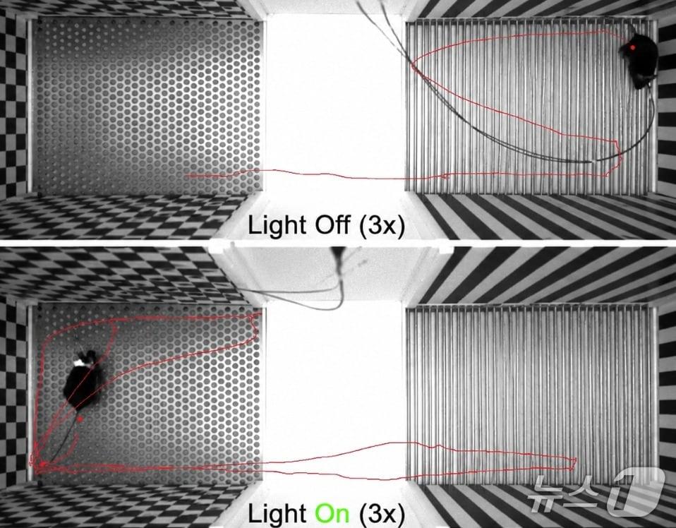In a memory-updating experiment using mice, animals normally preferred the right-side area where they previously received a water reward after an electric shock. However, when researchers suppressed a neural switch circuit using light, the mice recalled older experiences and instead avoided the area. (KAIST provided image) / Courtesy of News1