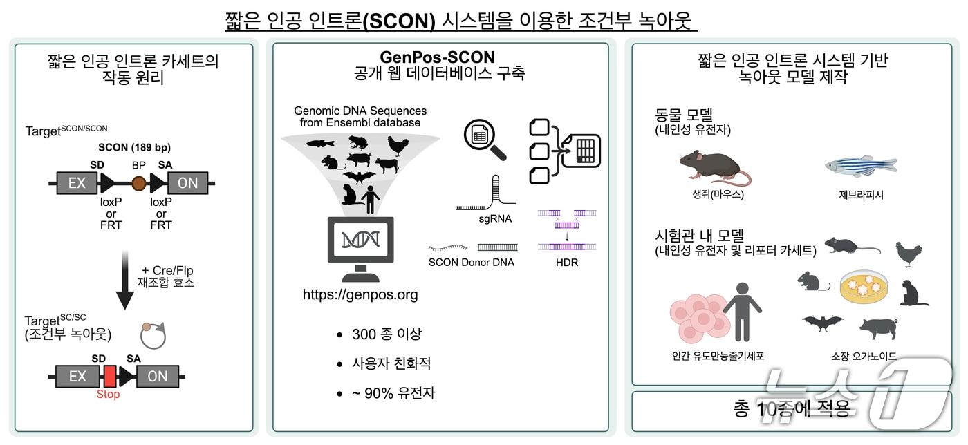 Conditional knockout using the SCON system. (Provided by the Institute for Basic Science) / Courtesy of News1