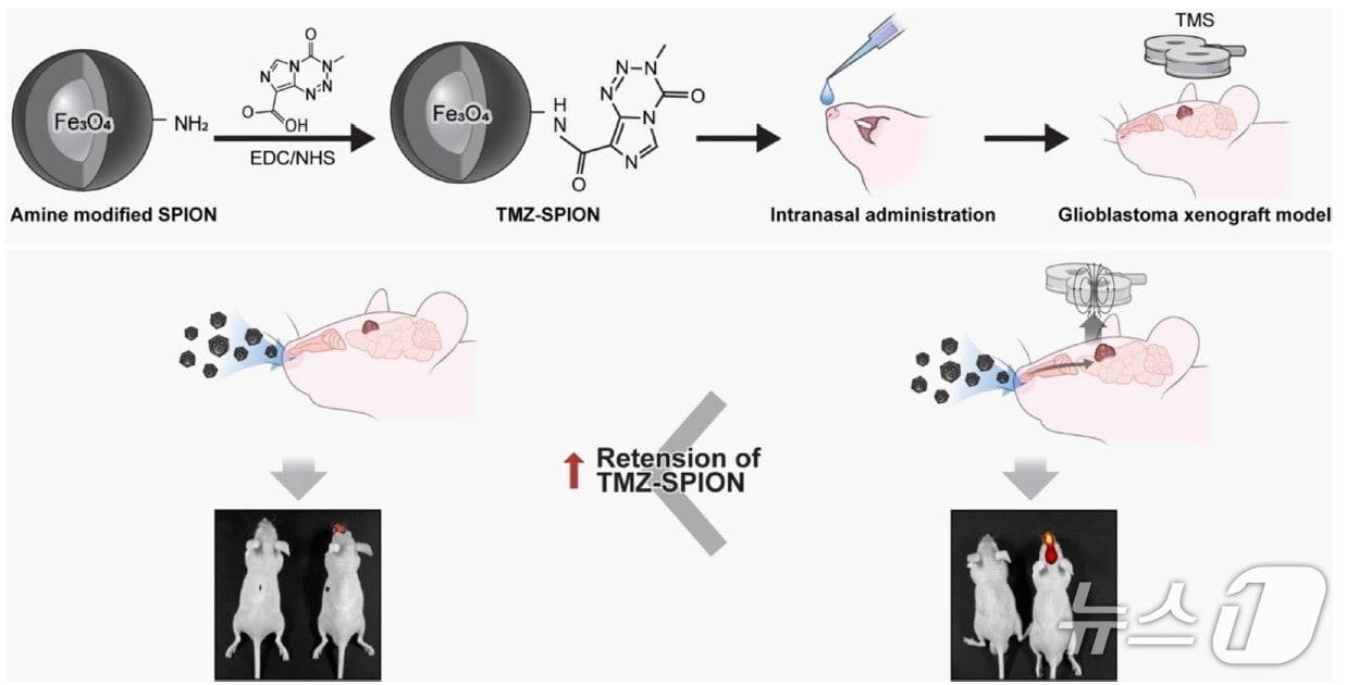 Schematic diagram showing the synthesis of TMZ-SPION and its intranasal administration to a glioblastoma xenograft mouse model. The graphic illustrates that intranasal delivery increases the retention of TMZ-SPION in the brain tumor site, demonstrating the therapeutic effect of prolonged survival in animal models. (Image provided by St. Mary's Hospital)