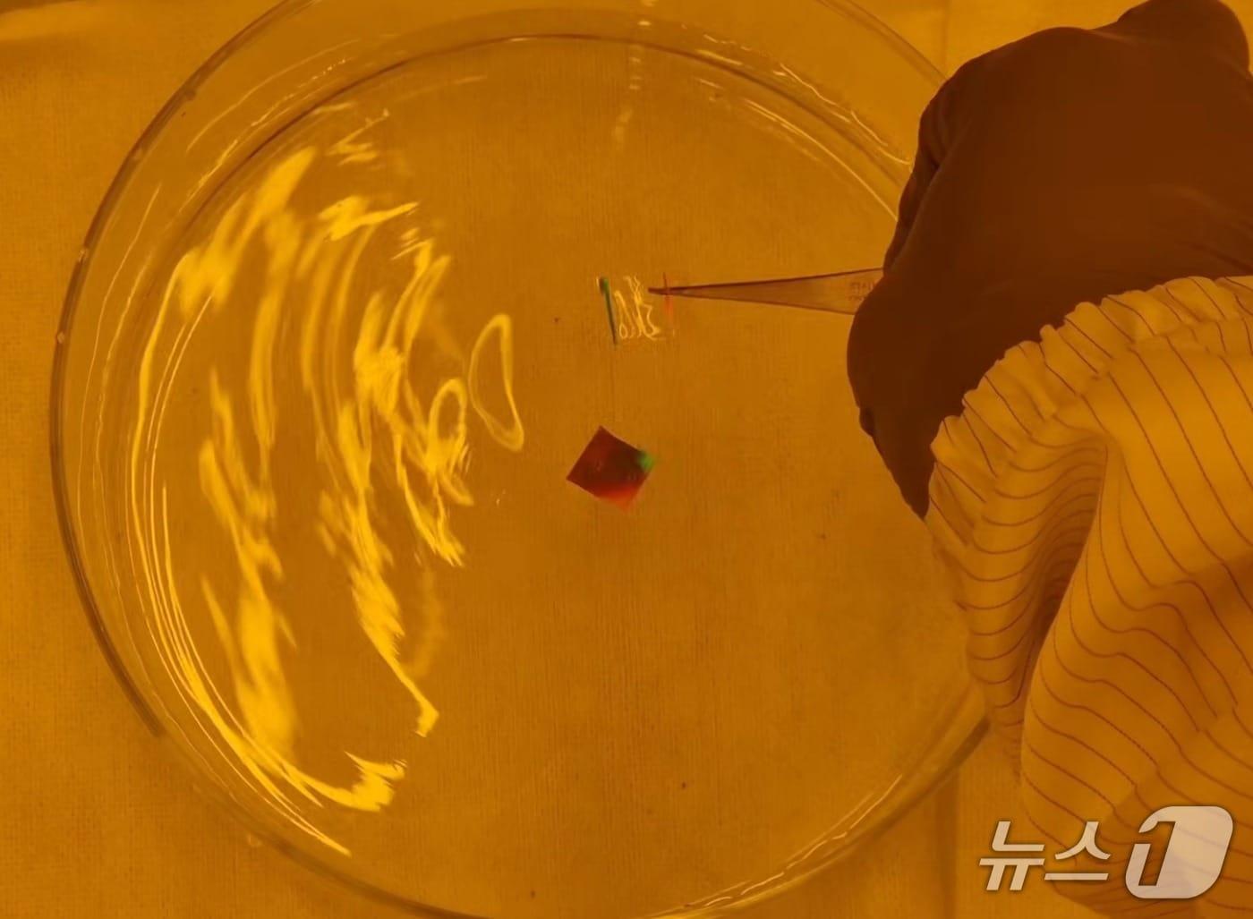 Provided by KAIST / News1