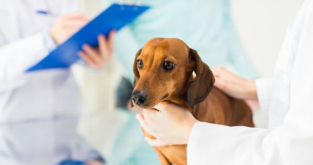 Is Your Dog Suffering from a Slipped Disc? Here’s What to Look For