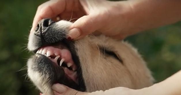 Bad Breath? It Might Be a Bigger Problem Than You Think for Your Dog