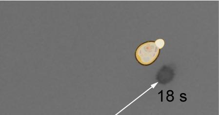No Batteries Needed: These Microscopic Robots Run on Urea