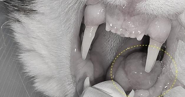 How to Spot Hidden Oral Tumors in Cats: Essential Guide for Pet Owners