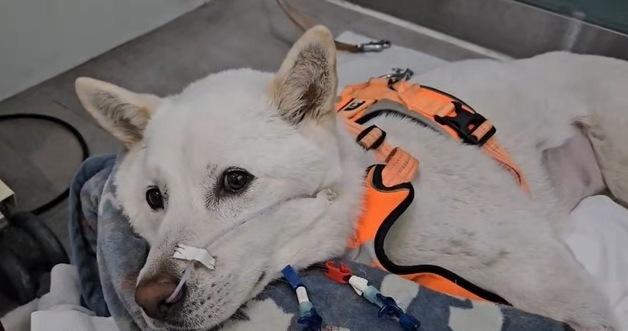 Against Long Odds, a Jindo Dog Survives Rare Fungal Infection and Acute Kidney Injury