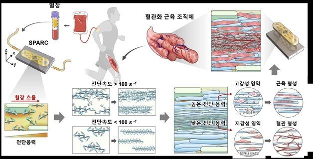 UNIST and Yonsei Researchers Develop New Artificial Tissue Platform for Simultaneous Muscle and Blood Vessel Regeneration