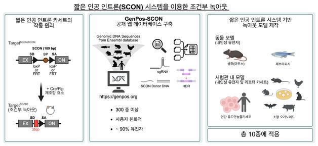 IBS Researchers Advance Conditional Gene Editing With Cross-Species Expansion of SCON System