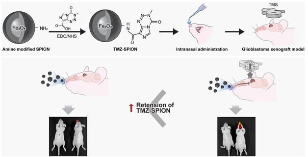 Revolutionary Drug Delivery: How Nasal Nanoparticles Target Glioblastoma with Magnetic Precision