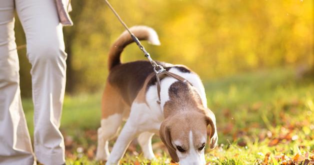 Moxidectin vs. Traditional Heartworm Preventatives: Which Offers Better Protection in 2026?