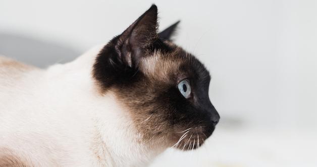9-Year-Old Siamese Cat's Life-Saving Surgery: How a Massive Tumor Was Successfully Removed