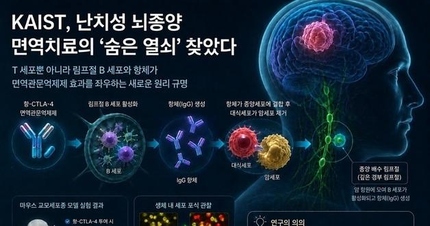 Unlocking the Mystery: How Anti-CTLA-4 Boosts B Cell Response Against Brain Tumors